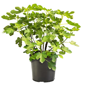 Generic Brown Turkey fig plant on display for home gardens