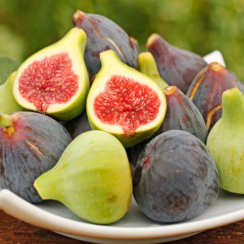 Generic fig seeds mature-fig-tree-fruit suggests ornamental landscape with edible fruit.