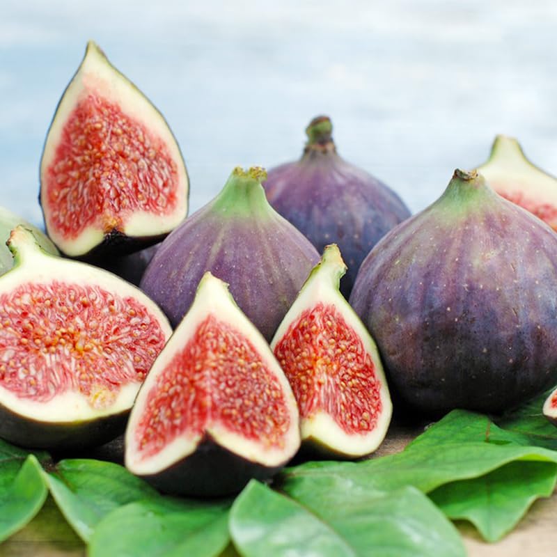Generic fig seeds ornamental leaves highlights attractive foliage alongside fruit.
