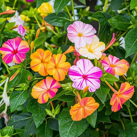 Generic four o'clock seeds ideal for containers with vivid, compact blooms.