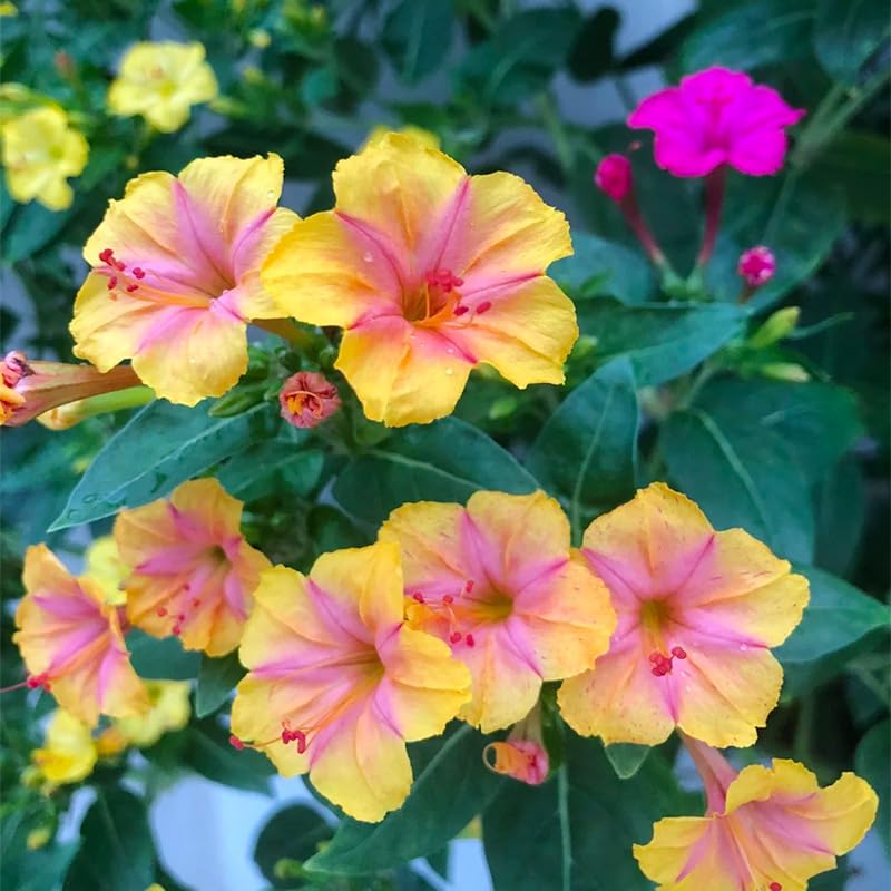 Generic four o'clock seeds promise drought-tolerant color for sunlit patios.
