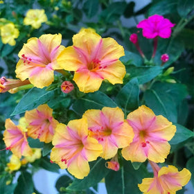 Generic four o'clock seeds promise drought-tolerant color for sunlit patios.