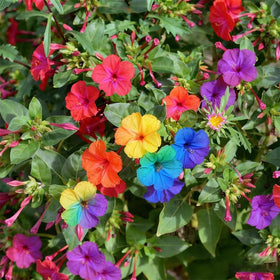 Generic four o'clock seeds in multicolor mix brighten garden borders.