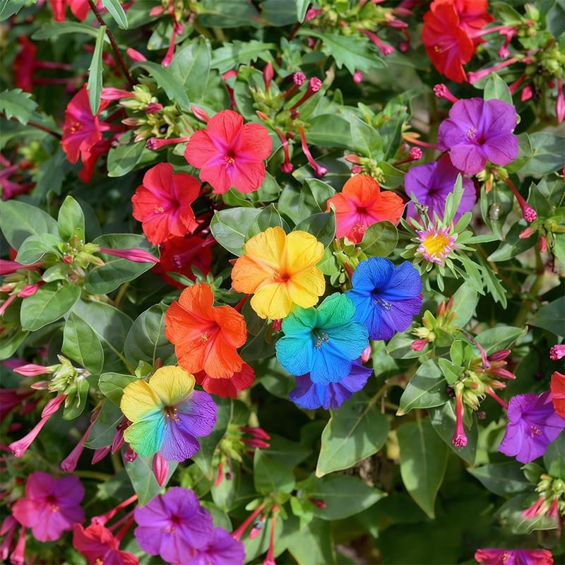 Generic four o'clock seeds in multicolor mix brighten garden borders.