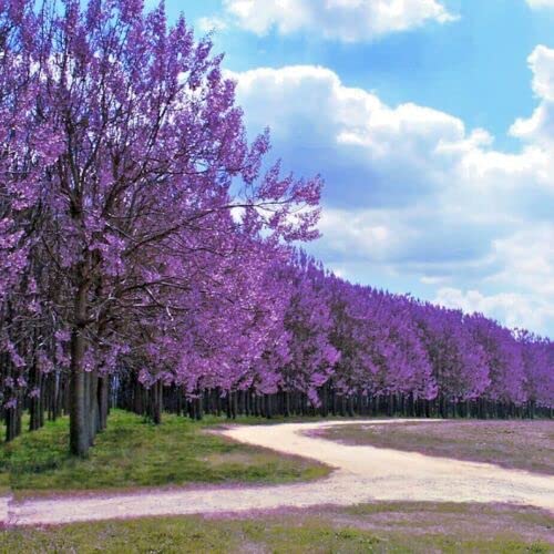 Generic Fresh Seeds Royal Empress seeds pack ready for fast shade growth