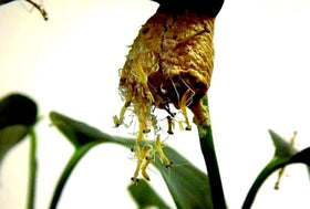 Generic garden benefits: mantises boost biodiversity with beneficial insects.