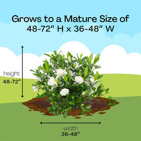 Spring to summer bloom period adds scent and color.