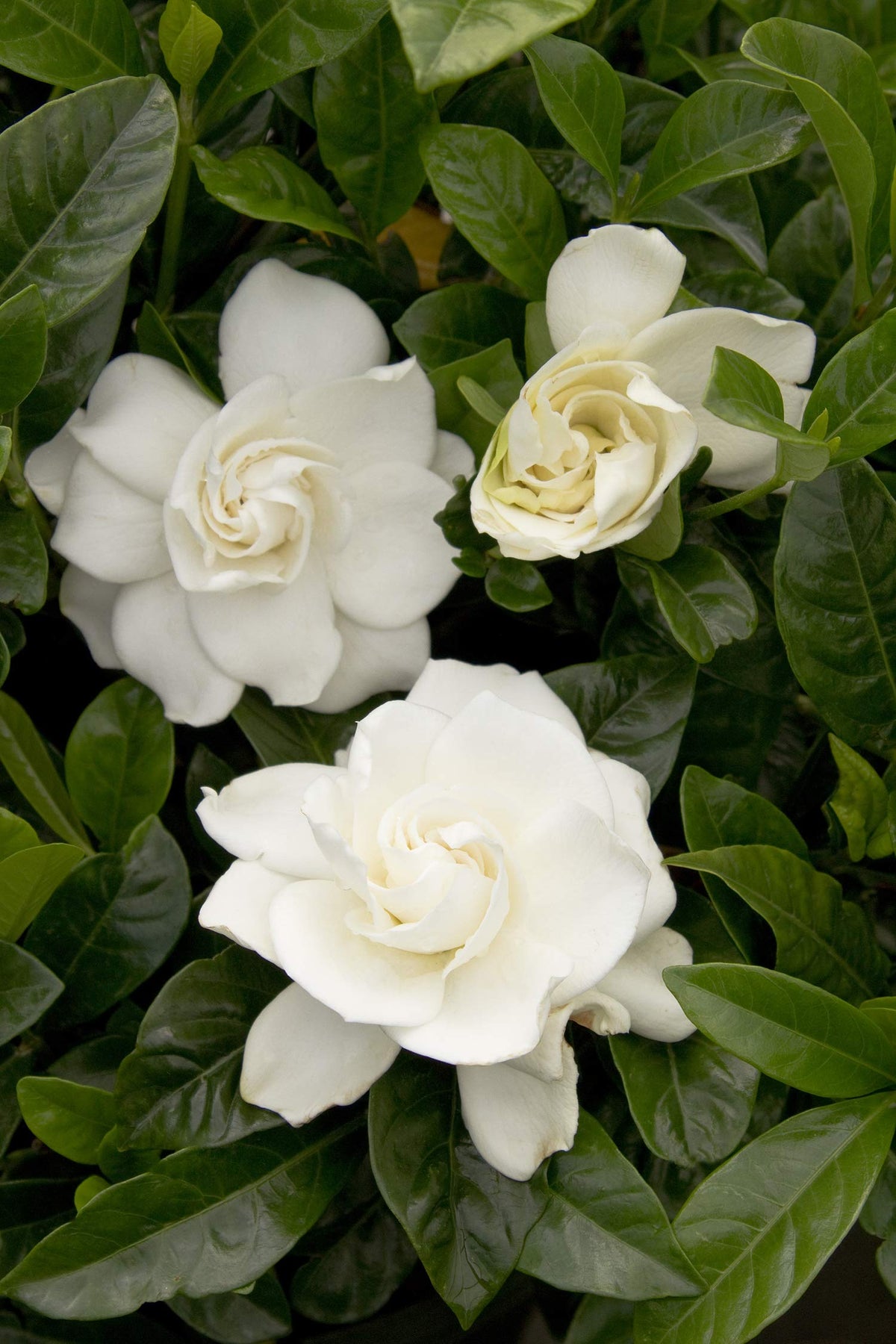 Close-up of Generic Gardenia leaves showing thick, evergreen foliage.