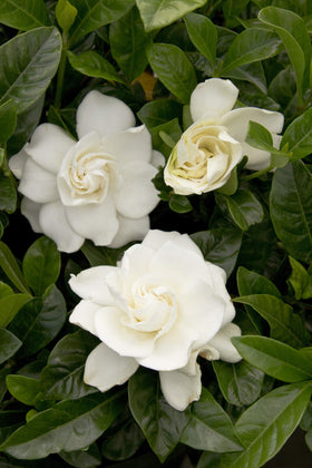 Close-up of Generic Gardenia leaves showing thick, evergreen foliage.