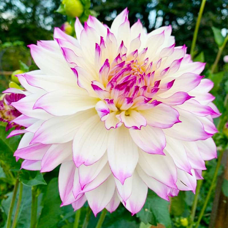 Generic giant dahlia dinner plate bloom stage with dramatic petals.