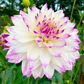 Generic giant dahlia dinner plate bloom stage with dramatic petals.