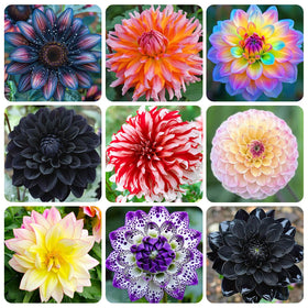 Generic giant dahlia dinner plate seed closeup, ideal for bold border color.