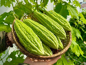 Generic green bitter melon fruit harvest showcases potential for stir-fries and soups.