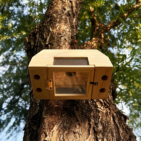 Generic outdoor trap supports safe monitoring of wood damaging insects