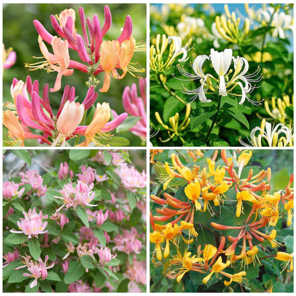 Generic honeysuckle seeds close-up for a colorful, pollinator-friendly garden bed.