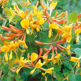 Generic honeysuckle seeds producing fragrant blooms that attract butterflies.