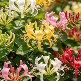 Generic honeysuckle seeds during garden setup for fragrant climbing vines.