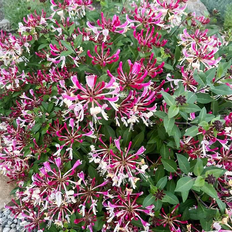Generic honeysuckle seeds in a mixed pack for pollinator-friendly growth.