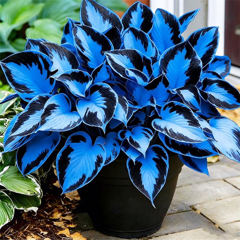 Generic Hosta leaves close-up show color mix and lush foliage.