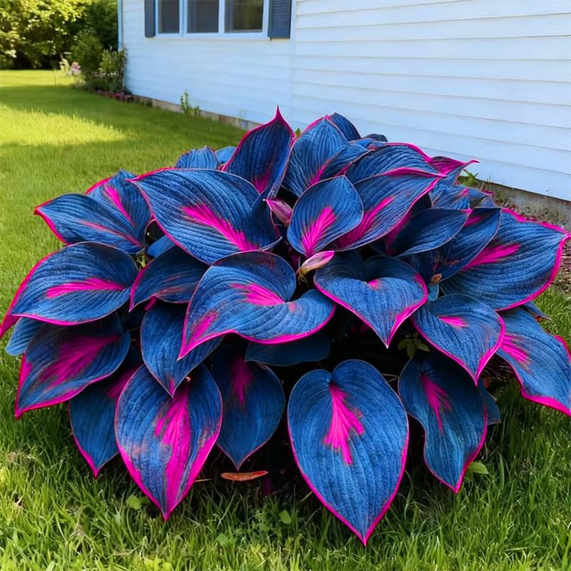 Generic Hosta seeds thriving in a shade garden, adding visual interest.