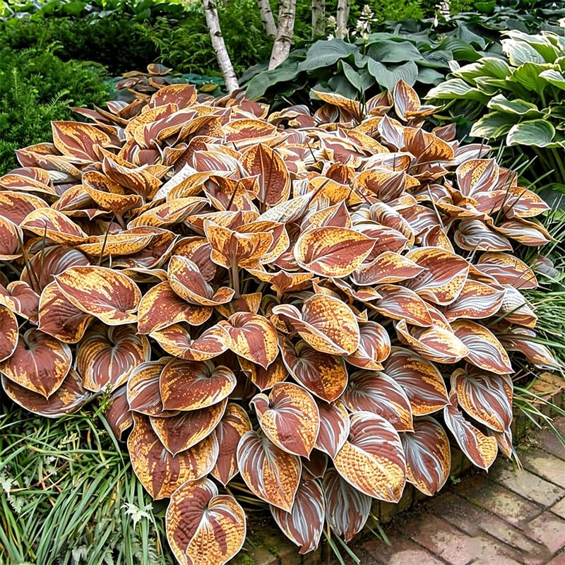 Generic Hosta seeds ready for sowing on well-drained soil for steady growth.