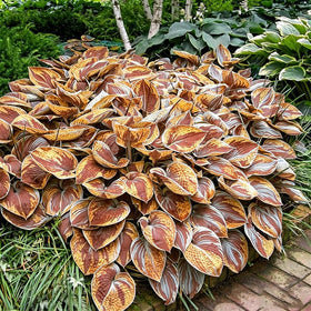 Generic Hosta seeds ready for sowing on well-drained soil for steady growth.