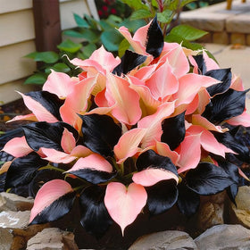 Generic Hosta seeds in a warm, shaded spot encouraging healthy growth.