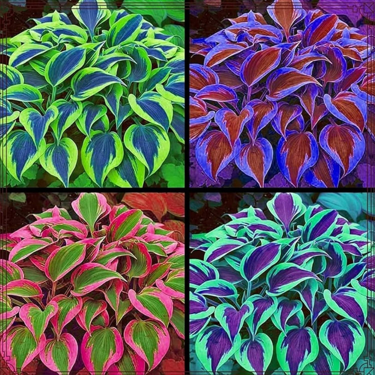 Generic hosta seeds with blue, purple, and white hues brighten ground cover in shade.