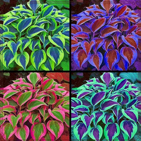 Generic hosta seeds with blue, purple, and white hues brighten ground cover in shade.