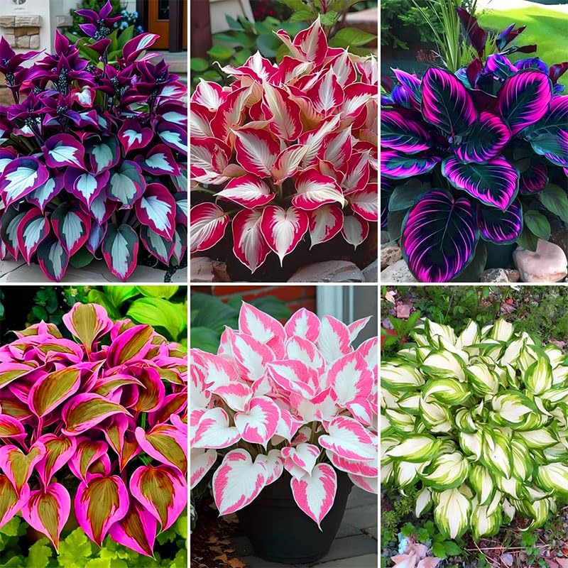 Generic hosta seeds for pots offer low maintenance, drought-tolerant appeal in shaded spaces.