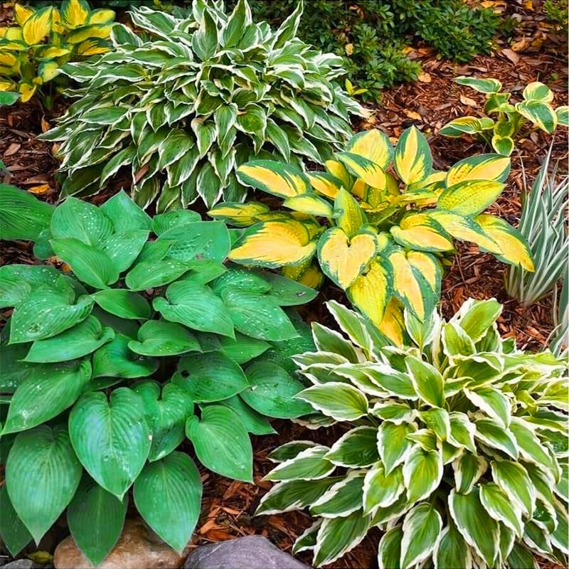 Generic hosta seeds resist deer and rabbits, supporting eco-friendly garden design in various zones.