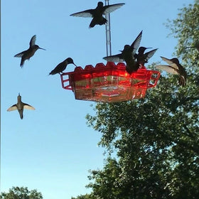 Generic hummingbird feeder with 30 ports ample feeding spots