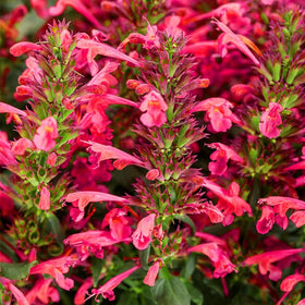 Generic hummingbird mint seeds shown as border plants with fragrant blooms.