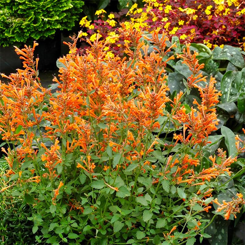 Generic hummingbird mint seeds demonstrated drought-tolerant growth after establishment.