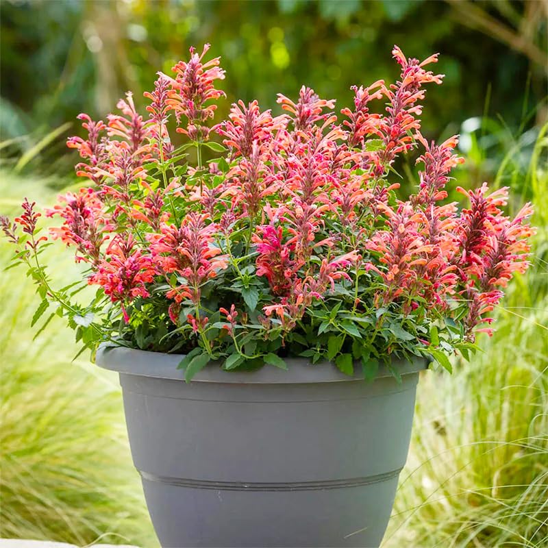 Generic hummingbird mint seeds attract hummingbirds and butterflies for lively gardens.