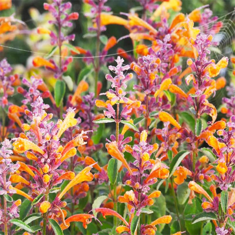 Generic hummingbird mint seeds ready for sowing on moist, well drained soil.