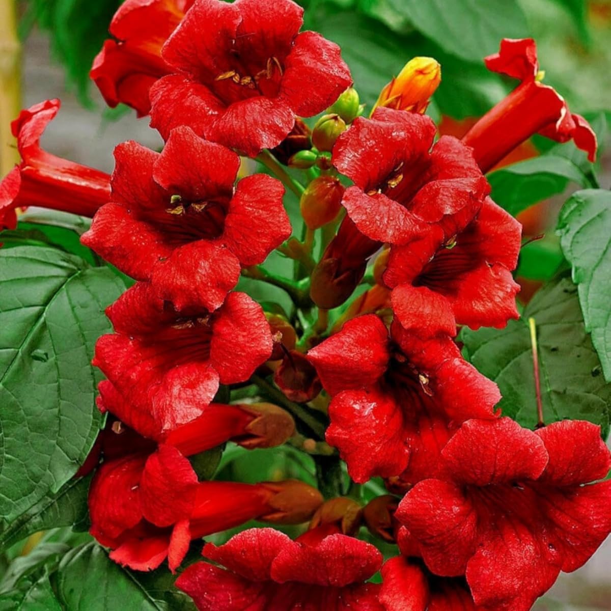 Generic hummingbird trumpet vine blooms close-up with bold trumpet petals.