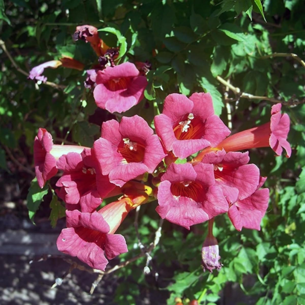 Generic hummingbird trumpet vine on a trellis for vertical growth.