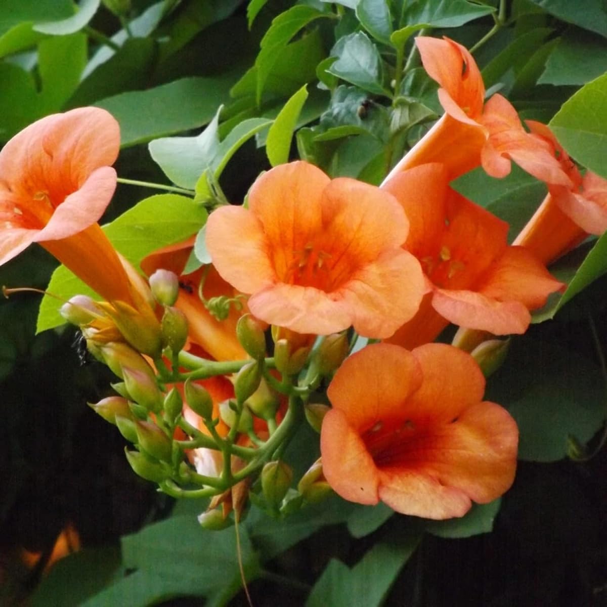 Generic hummingbird trumpet vine attracts pollinators in outdoor spaces.