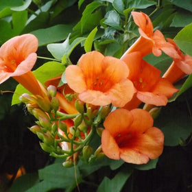 Generic hummingbird trumpet vine attracts pollinators in outdoor spaces.