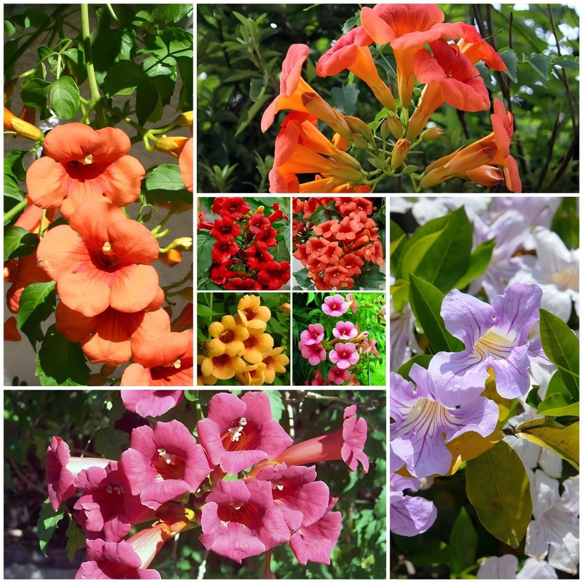 Generic hummingbird trumpet vine seeds pack for pollinator-friendly gardens.