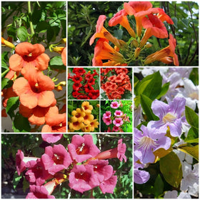 Generic hummingbird trumpet vine seeds pack for pollinator-friendly gardens.