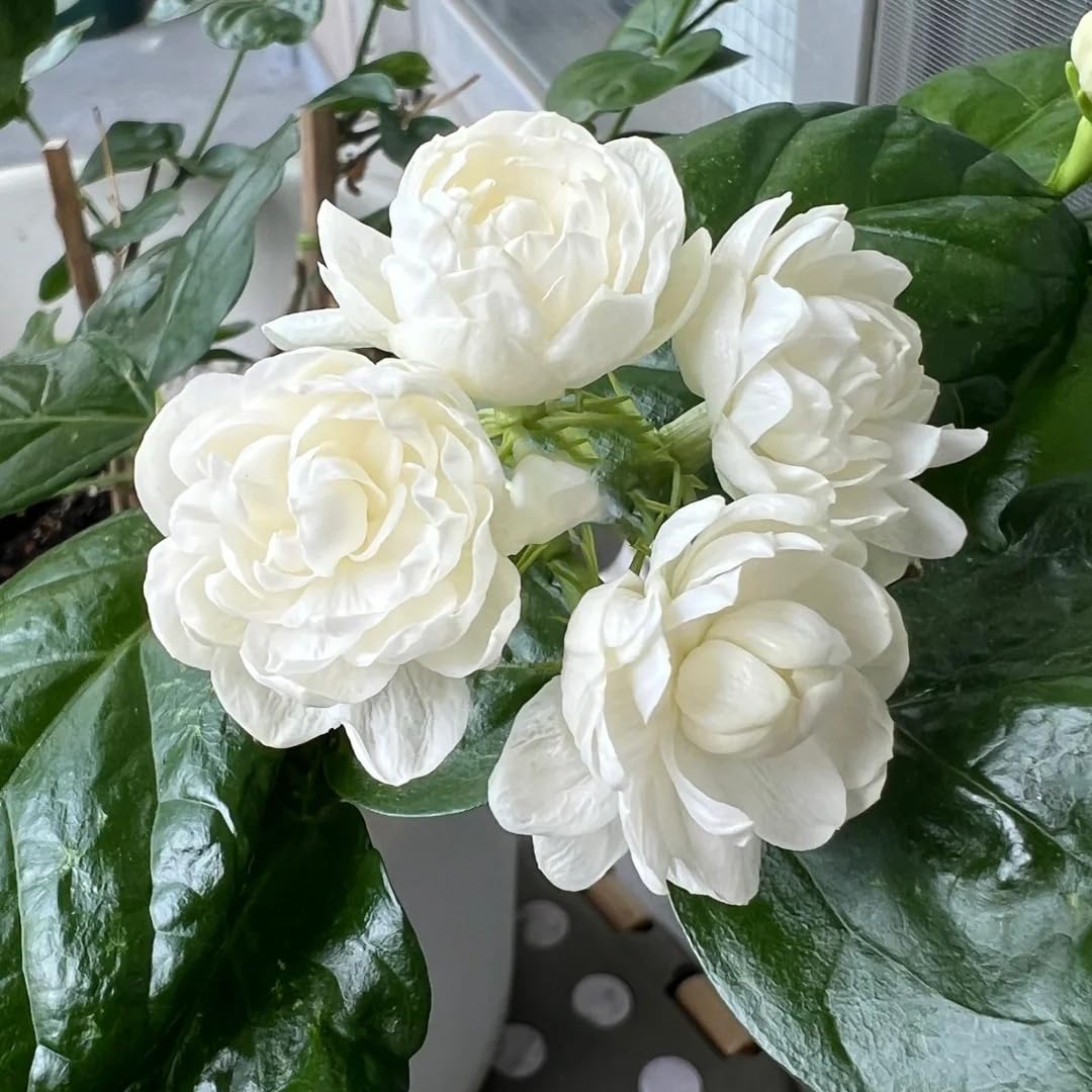 Generic Jasmine blooms along a garden arch for a fragrant entryway