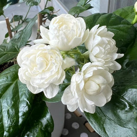 Generic Jasmine blooms along a garden arch for a fragrant entryway