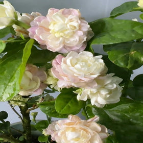 Dense white Jasmine flowers ideal for patios and containers
