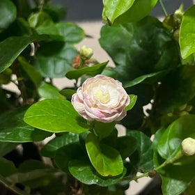 Generic Jasmine seeds sown in moist soil for quick growth and sun exposure