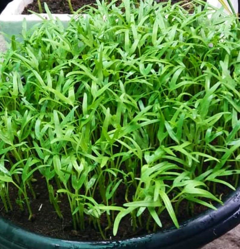 Generic Kangkong seeds close-up shows 95% germination potential for thriving crops.