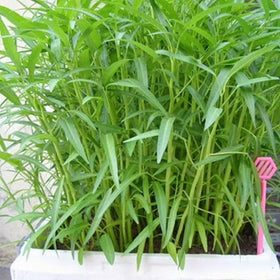 Generic Kangkong seeds germination rate graphic indicating strong USA viability.