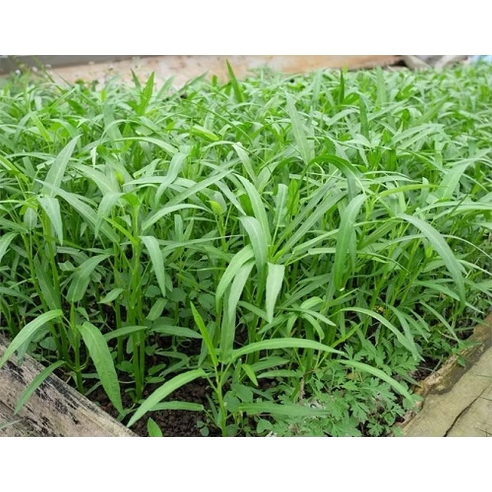 Generic Kangkong seeds seed bag showing brand and high viability for quick harvest.