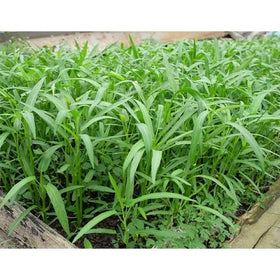 Generic Kangkong seeds seed bag showing brand and high viability for quick harvest.